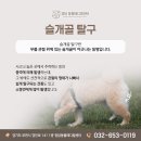 정담 동물메디컬센터 | 부천강아지슬개골탈구전문병원, 수술적 교정이 필요합니다.