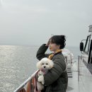 펫코스(Pet-cose) | 인천 애견동반 여행 펫동반 섬여행 팔미도유람선