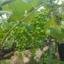 치상농장 이미지