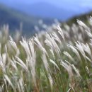 함께해요 / 억새 갈대 이미지