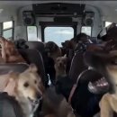 댕댕이버스 이미지