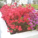 춘자비어 이미지