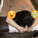 아훔 앰플 추천해요~진심 써본것 중에 최고예요
