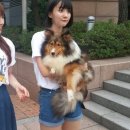 워킹애니멀스쿨 이미지