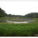 황금개구리 이미지