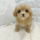 반려동물관리사과정 이미지