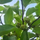 하늘비 홍삼원 이미지