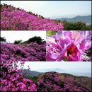안산대월초등학교 | [강화도]강화도의 북산 벗꽃,고려산 진달래, 송해로 개나리 1
