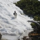 산정무한 75-설국 서정-다테야마 뇌조(雷鳥) 시조/반산 한상철 이미지