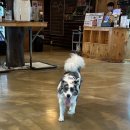 독스테이션 | [파주 애견카페] 소형견 중형견 대형견 모두 입장 가능한 독스테이션 후기/잔디마당 애완견 천국🐾