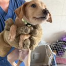 춘천시동물보호센터 이미지