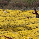 '가을 정원의 향연'… 울산 태화강국가정원, 가을축제! 이미지