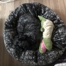 (주) 홍빈네크워크 코리아 | 200304 만둣국 해먹는 일상 / 일어나자마자 길거리 토스트 먹고 스타벅스 가서 딸기 레이어 슈 크림...
