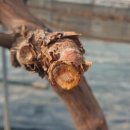 일비농장 이미지