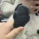 신나라 | [내돈내산]강아지 일회용 신발 후기｜흰털이라 사본 신나라슈즈 솔직 사용기
