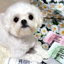 아이디얼스4