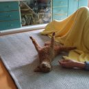 우리집코코 | 우리집 긔염둥이 초코푸들 남매 코코&amp;짱아 애견 미용 후기!