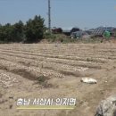 모두싹 사용한 초보 양파농부 대박 칠 수밖에 없는 이유