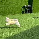 댕댕아리 이미지