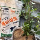근용농장 | 깨비농장 블루베리 묘목 키우기 듀크 블루베리 실외 재배