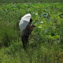 상주 공검지 이미지