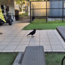 광주리가든 | 나고야 갈고야 (4)