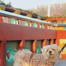 푸른하늘동물병원 이미지