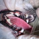 오션동물메디컬센터 이미지