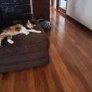 올리브2 이미지