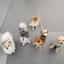 사랑가득한유치원 | 애견 유치원 호텔 &#34;에덴애견유치원호텔&#34; 사랑과 정성이 가득한 24시 애견호텔