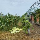 산호야관광농원 이미지