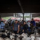 이동가축병원 이미지