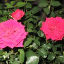 심청목장 이미지