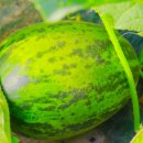 주환농장 이미지