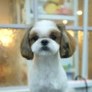 달이네 애견미용실 이미지