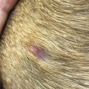 더힐동물의료센터 이미지