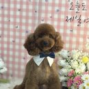 보람애견미용 이미지