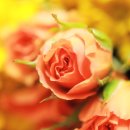 상록꽃화원 이미지