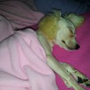 송원애견의집 이미지