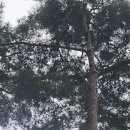 기흥조경