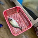 [노량진수산시장 새벽 경매 저렴하게 구매하는 Tip]- 시마아지(흑점줄전갱이) 회 뜨기, 성게알(우니...