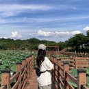 더벤티성주점 | [성주여행] 백운면/뒷미지공원 연꽃
