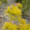 황금수퍼 이미지