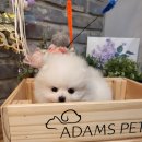 아담스펫 강아지분양 고양이분양 창원점 이미지