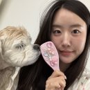 영데코 | 올리브영 헤어브러쉬 추천 탱글티저 브러쉬 꾸미기 세트 후기