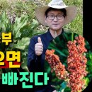 내몸의 청소부 '이것' 먹으면 노폐물 싹 빠진다 이미지