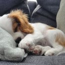 스윗드림 이미지