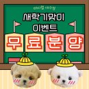 일동생활건강 대구지점 | 대구말티즈분양 순하고 작은 아기 말티즈 원한다면