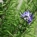 로즈마리 이미지