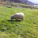 입동목장 이미지